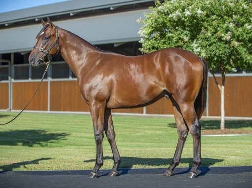 Palace Pier - Bandol Colt