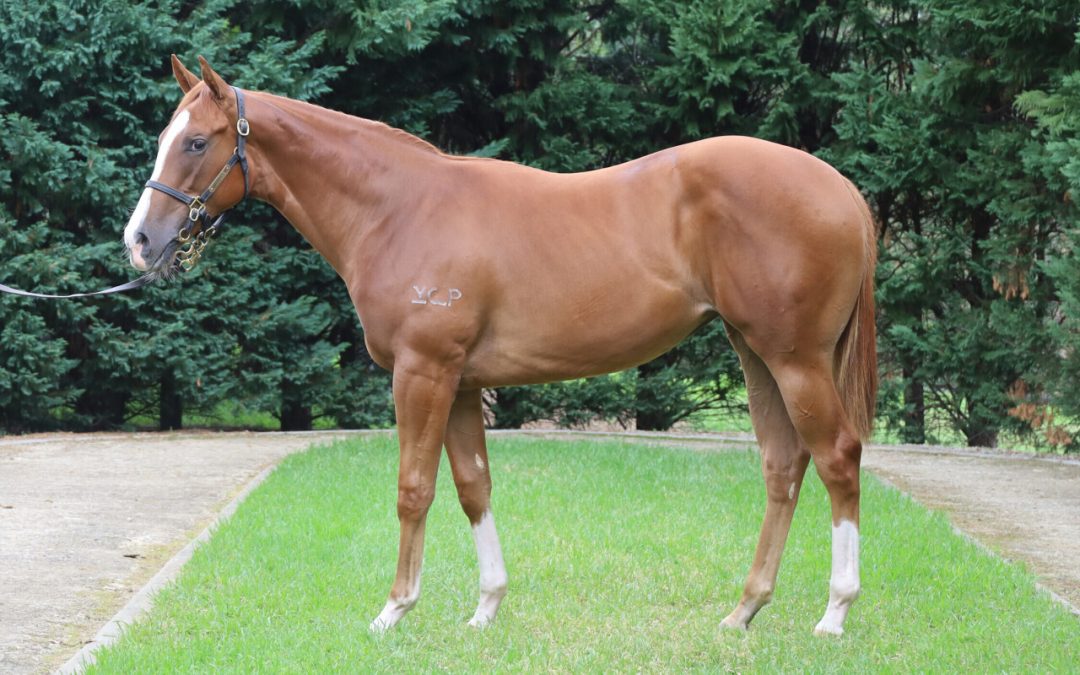 Star Turn – Foxy Queen Filly