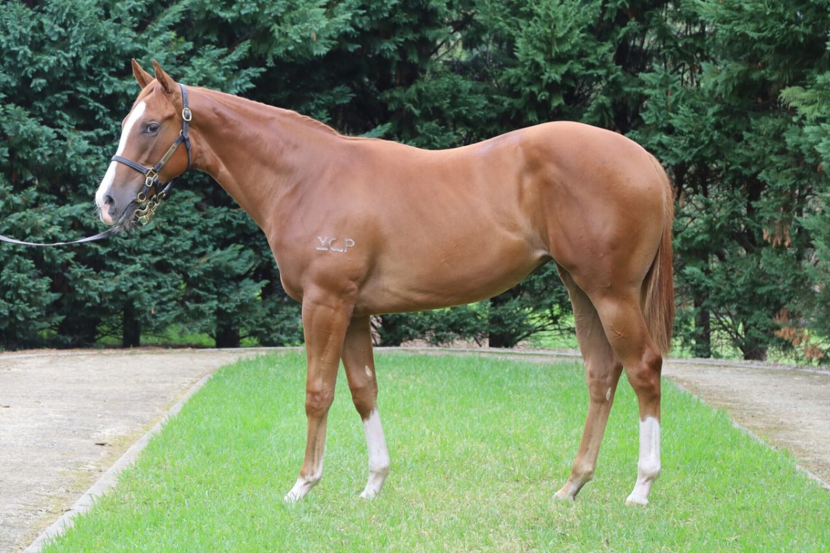 Star Turn – Foxy Queen Filly